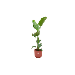 Combi deal - Strelitzia Nicolai inclusief elho Jazz Round rood Ø23 - 120 cm (8721055698258)