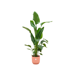 Combi deal - Strelitzia Nicolai inclusief elho Vibes Fold Round roze Ø30 - 160 cm (8721055697541)