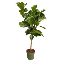 Ficus Lyrata stam - 150 cm - Ø27 (8721055697206)