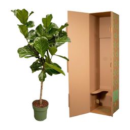 Ficus Lyrata stam - 150 cm - Ø27 (8721055697206)