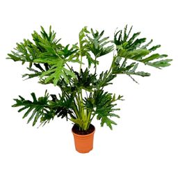 Philodendron Selloum - 100 cm - Ø24 (8721055697275)