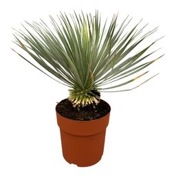 Yucca Rostrata op stam - 70 cm - Ø27 (8721055697237)