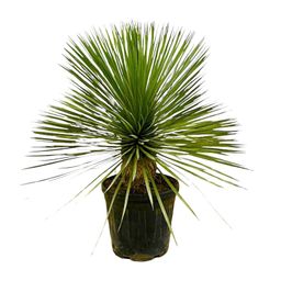 Yucca Rostrata op stam - 70 cm - Ø27 (8721055697237)