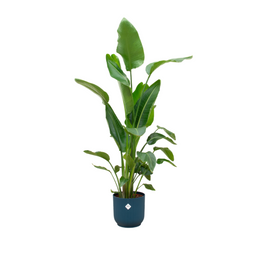 Combi deal - Strelitzia Nicolai inclusief elho Vibes Fold Round blauw Ø30 - 170 cm (8721055697527)