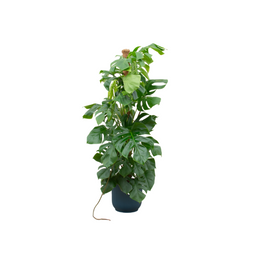 Combi deal - Monstera Pertusum XL inclusief elho Vibes Fold Round blauw Ø30 - 150 cm (8721055697671)