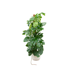 Combi deal - Monstera Pertusum XL inclusief elho Vibes Fold Round wit Ø30 - 150 cm (8721055697657)