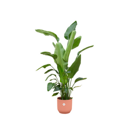 Combi deal - Strelitzia Nicolai inclusief elho Vibes Fold Round roze Ø30 - 170 cm (8721055697510)