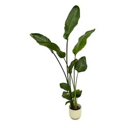 Strelitzia Nicolai inclusief elho Vibes Fold Round wit - 100 cm - Ø18 (8721081601833)