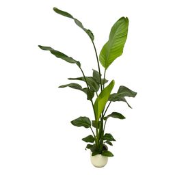 Strelitzia Nicolai inclusief elho Vibes Fold Round wit - 130 cm - Ø18 (8721081601826)