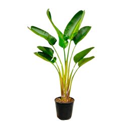 Strelitzia Augusta - 160 cm - Ø21-24cm (8721055697299)