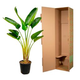 Strelitzia Augusta - 160 cm - Ø21-24cm (8721055697299)