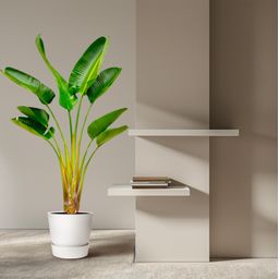 Strelitzia Augusta - 160 cm - Ø21-24cm (8721055697299)