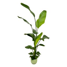 Strelitzia Nicolai inclusief elho Vibes Fold Round groen - 130 cm - Ø18 (8721081601789)