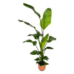 Strelitzia Nicolai inclusief elho Vibes Fold Round roze - 130 cm - Ø18 (8721081601802)