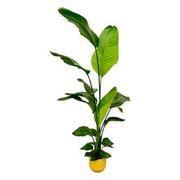 Strelitzia Nicolai inclusief elho Vibes Fold Round geel - 130 cm - Ø18 (8721081601741)