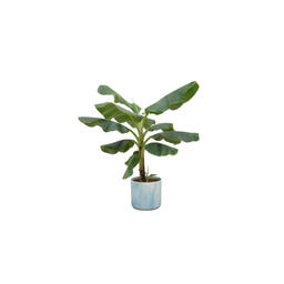 Combi deal - Bananenplant (Musa) inclusief Ocean Round atlantisch blauw Ø22 - 100 cm (8721055698166)