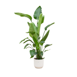 Strelitzia Nicolai inclusief elho Vibes Fold Round wit - 170 cm - Ø30 (8721081601703)