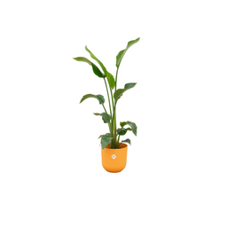 Combi deal - Strelitzia Nicolai inclusief elho Jazz Round geel Ø23 - 100 cm (8721055698265)