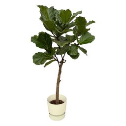 Ficus Lyrata stam inclusief elho Greenville Round wit - 160 cm - Ø30 (8721081601468)
