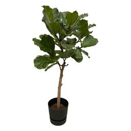 Ficus Lyrata stam inclusief elho Greenville Round zwart - 160 cm - Ø30 (8721081601413)