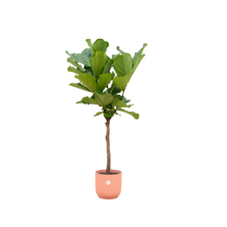 Ficus Lyrata stam inclusief elho Vibes Fold Round roze - 150 cm - Ø30 (8721081601666)