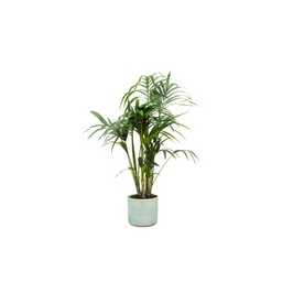 Combi deal - Kentia palm inclusief elho Ocean Round pacifisch groen Ø22 - 130 cm (8721055698210)