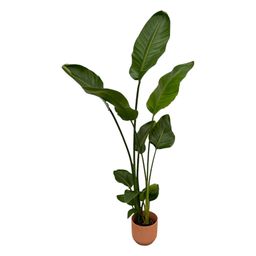 Strelitzia Nicolai inclusief elho Vibes Fold Round roze - 100 cm - Ø18 (8721081601819)