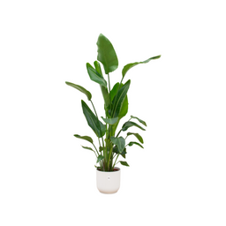 Strelitzia Nicolai inclusief elho Vibes Fold Round wit (8721081601727)