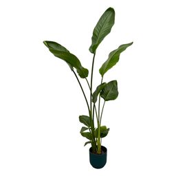 Strelitzia Nicolai inclusief elho Vibes Fold Round blauw - 100 cm - Ø18 (8721081601772)