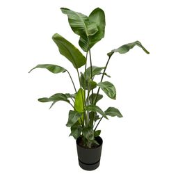 Strelitzia Nicolai inclusief elho Greenville Round zwart (8721081601420)