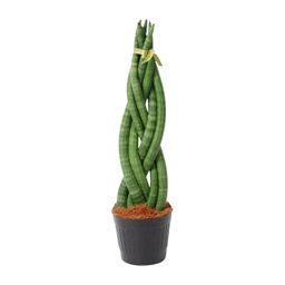 Sansevieria cylindrica 'Twist' - 40 cm - ø10,5 (8721081685093)