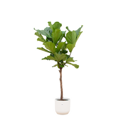Ficus Lyrata stam inclusief elho Vibes Fold Round wit - 150 cm - Ø30 (8721081601710)