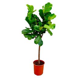 Ficus Lyrata boom - 150 cm - ø30 (8721055691860)