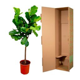 Ficus Lyrata boom - 150 cm - ø30 (8721055691860)