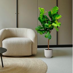 Ficus Lyrata boom - 150 cm - ø30 (8721055691860)