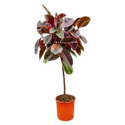 Ficus Elastica Belize op stam - 130 cm - ø24 (8721055691853)