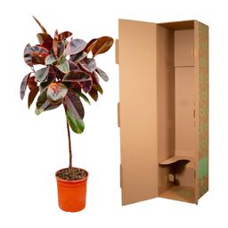 Ficus Elastica Belize op stam - 130 cm - ø24 (8721055691853)