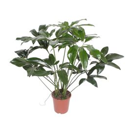 Philodendron Green Wonder - 120 cm - ø24 (8721055691150)