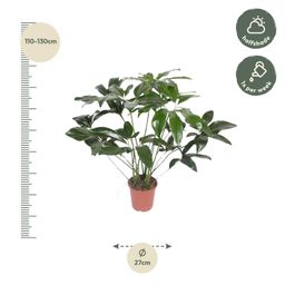 Philodendron Green Wonder - 120 cm - ø24 (8721055691150)