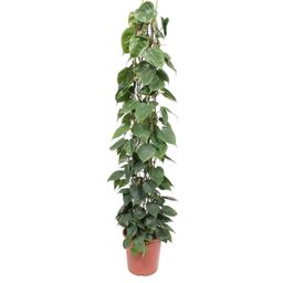 Philodendron Scandens gaasrek - 160 cm - ø27 (8721055691228)