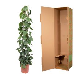 Philodendron Scandens gaasrek - 160 cm - ø27 (8721055691228)