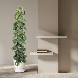 Philodendron Scandens gaasrek - 160 cm - ø27 (8721055691228)