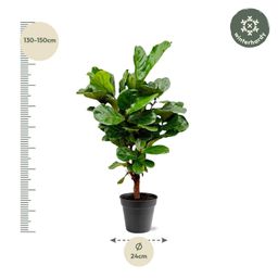 Ficus Lyrata vertakt - 140-160cm - ø 27-30cm (8721055691983)