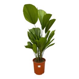 Licuala Grandis - 90 cm - ø24 (8721055691020)