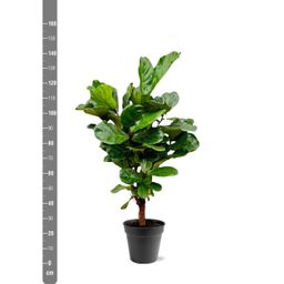 Ficus Lyrata vertakt - 140-160cm - ø 27-30cm (8721055691983)