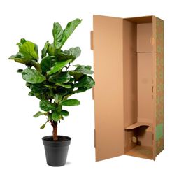Ficus Lyrata vertakt - 140-160cm - ø 27-30cm (8721055691983)