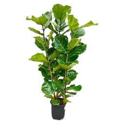 Ficus Lyrata struik - 155 cm - Ø27 (8721055697190)