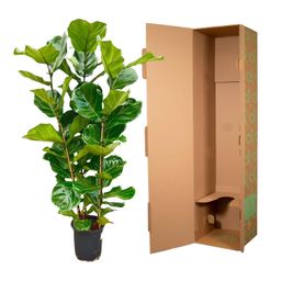 Ficus Lyrata struik - 155 cm - Ø27 (8721055697190)