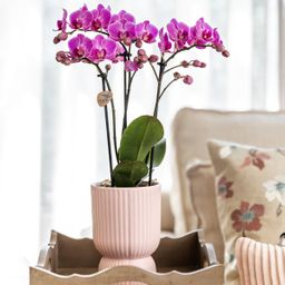 Roze paarse phalaenopsis orchidee - El Salvador + Diabolo pink (8785279221371)