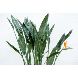 Strelitzia Reginae XL - 160cm - ⌀30 (8721055694151)